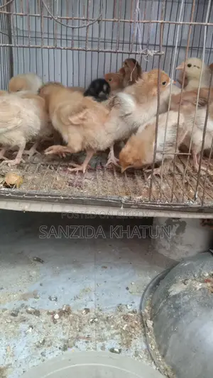 টাইগার মুরগির বাচ্চা