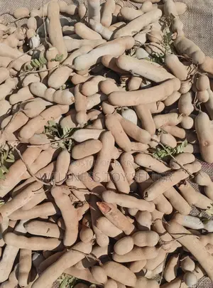 Ripe Tamarind