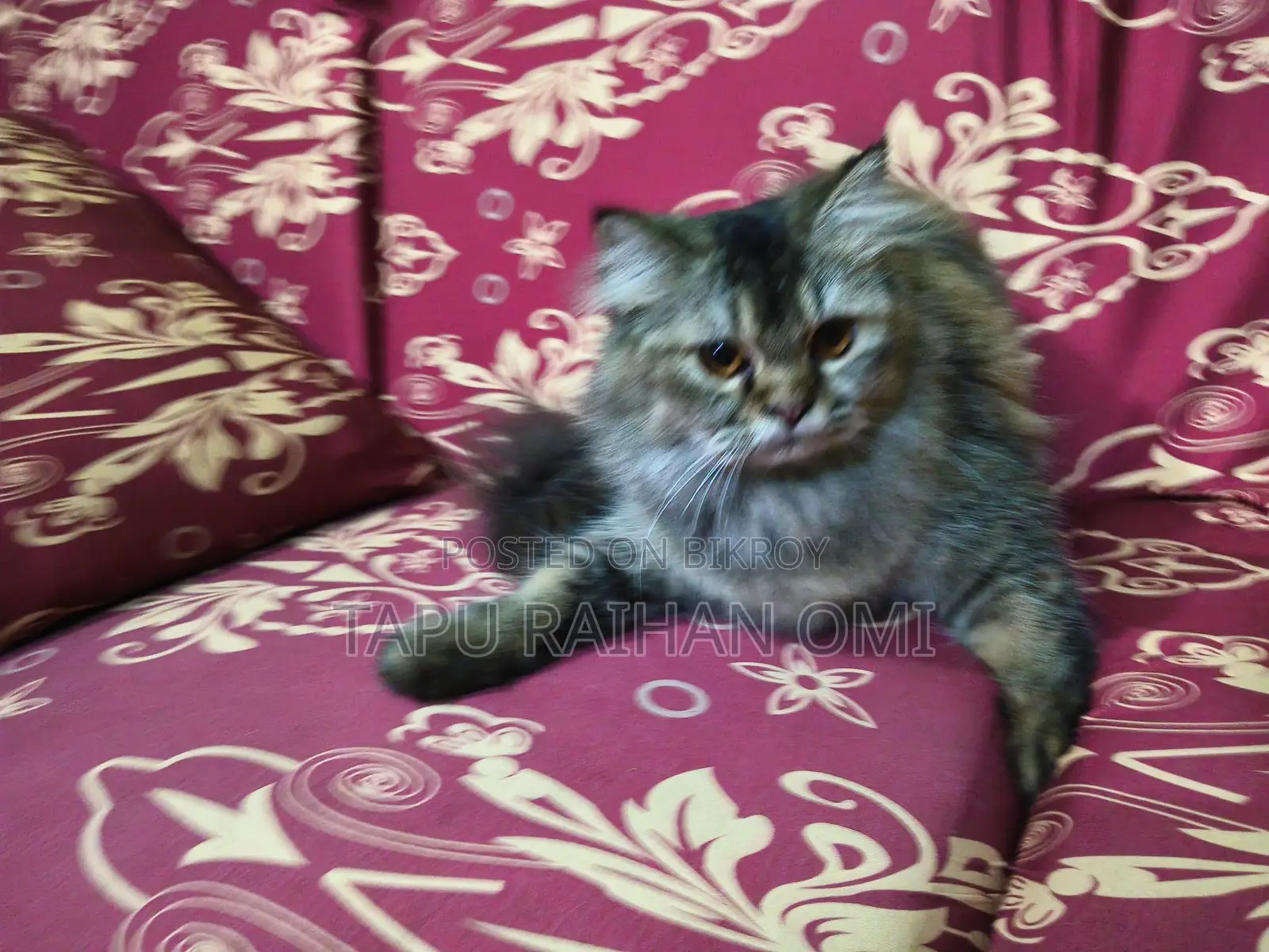 Persian Double Coat Adult Female Cat, Has Given Birth Once