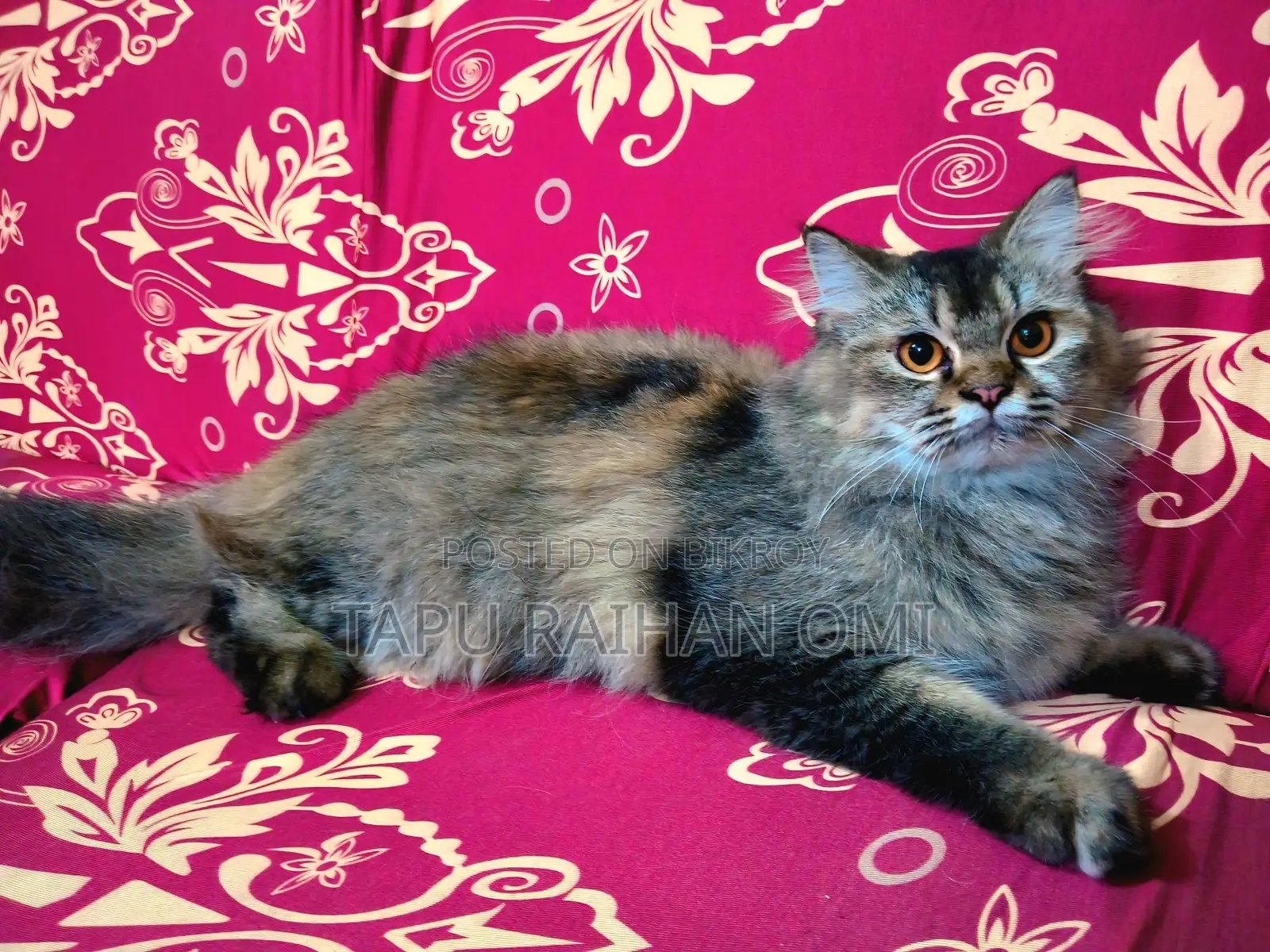Persian Double Coat Adult Female Cat, Has Given Birth Once