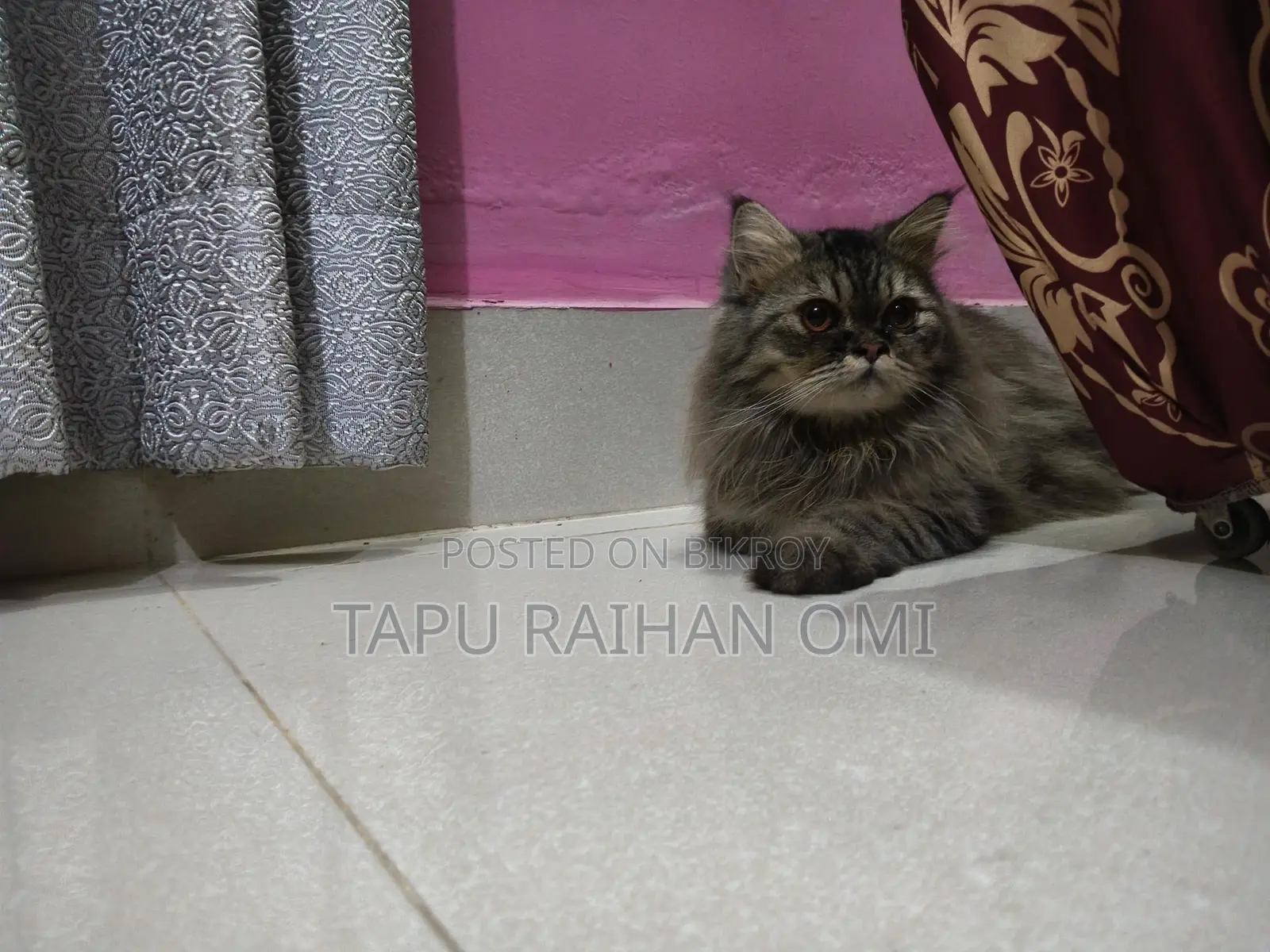 Persian Double Coat Adult Female Cat, Has Given Birth Once