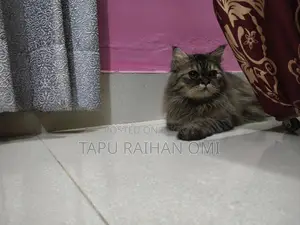 Persian Double Coat Adult Female Cat, Has Given Birth Once
