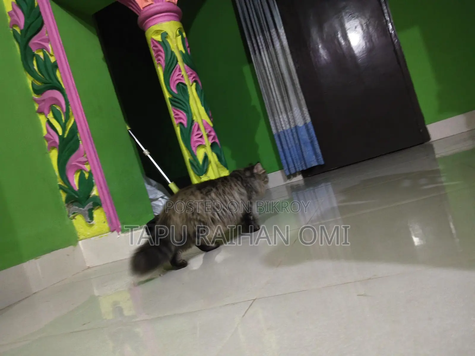 Persian Double Coat Adult Female Cat, Has Given Birth Once