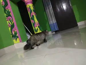 Persian Double Coat Adult Female Cat, Has Given Birth Once