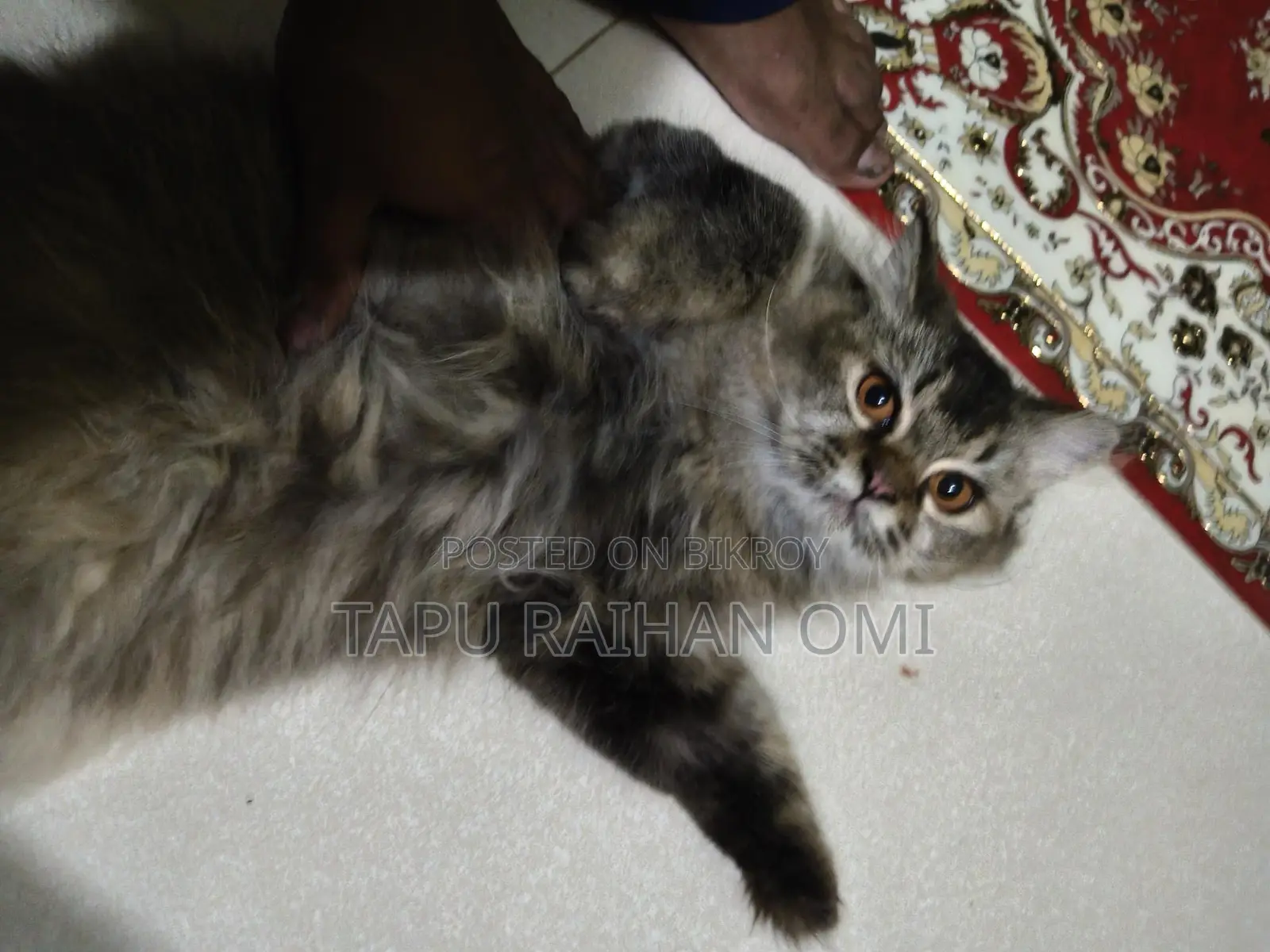 Persian Double Coat Adult Female Cat, Has Given Birth Once