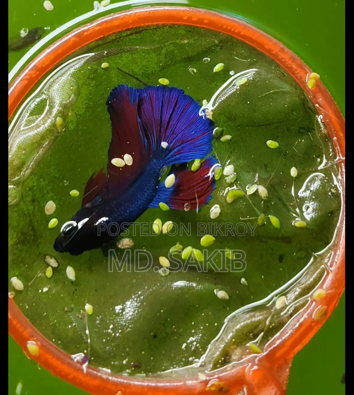 বেটা ফিশ