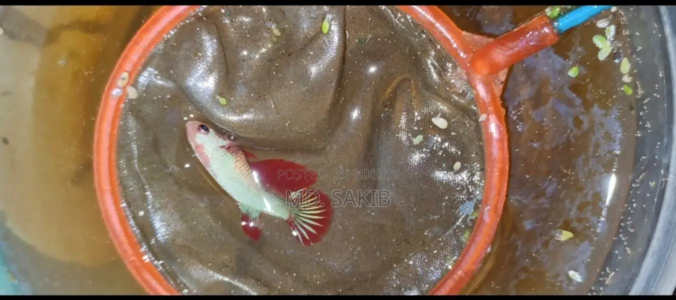 বেটা ফিশ