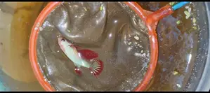 বেটা ফিশ
