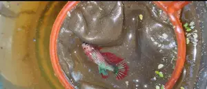 বেটা ফিশ