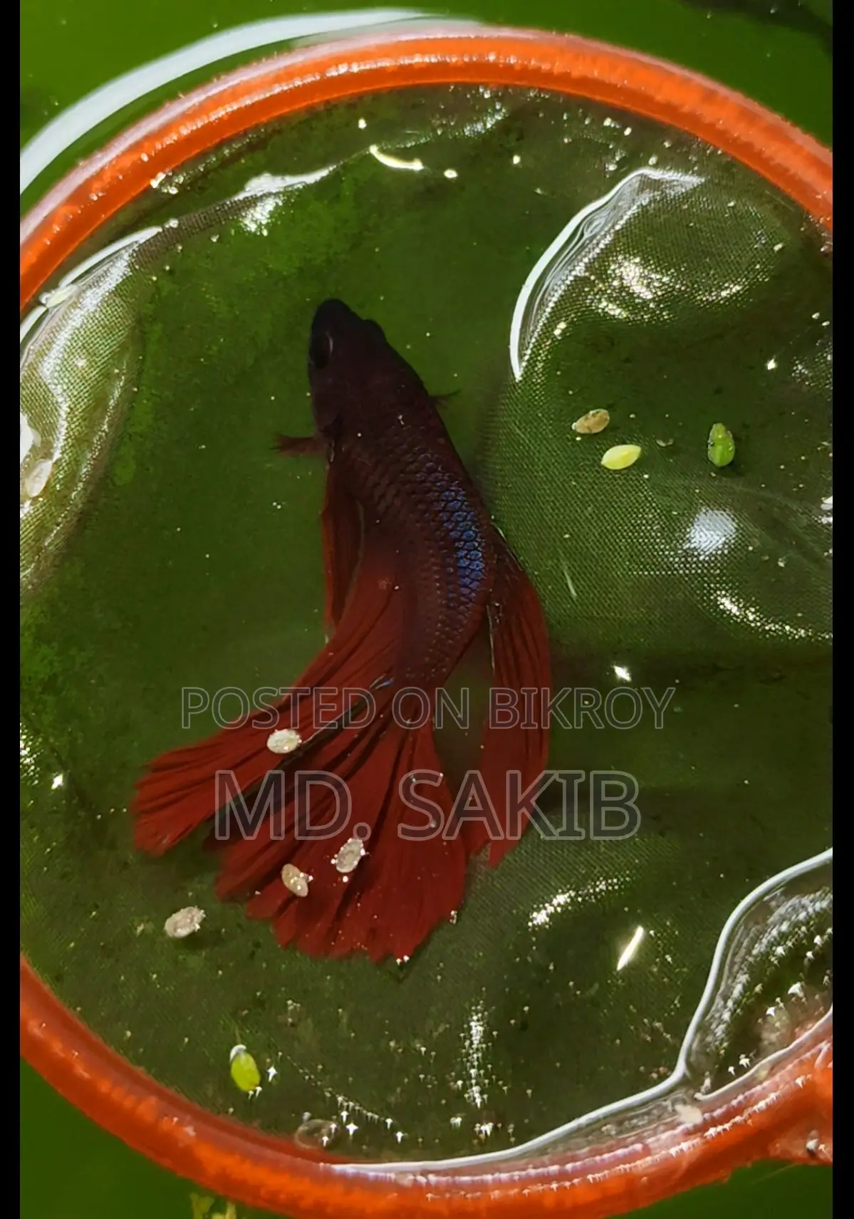 বেটা ফিশ
