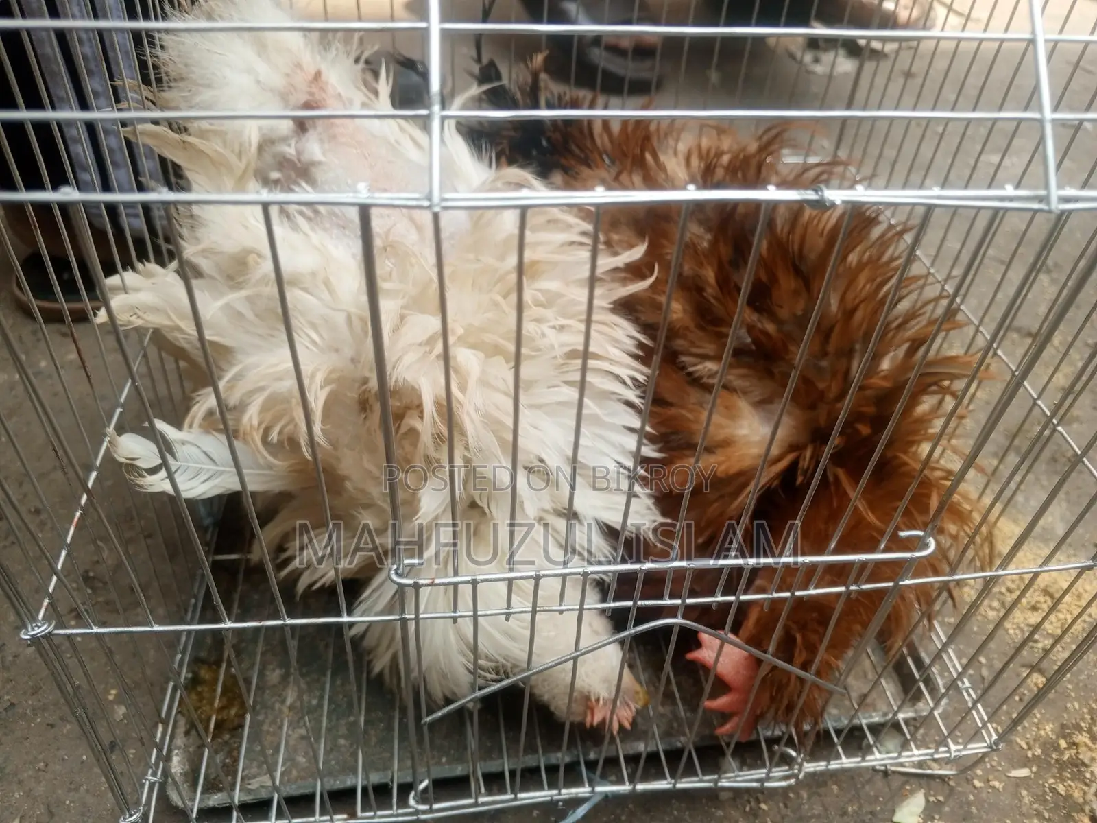 ফ্রিজেল মুরগি এডাল্ট