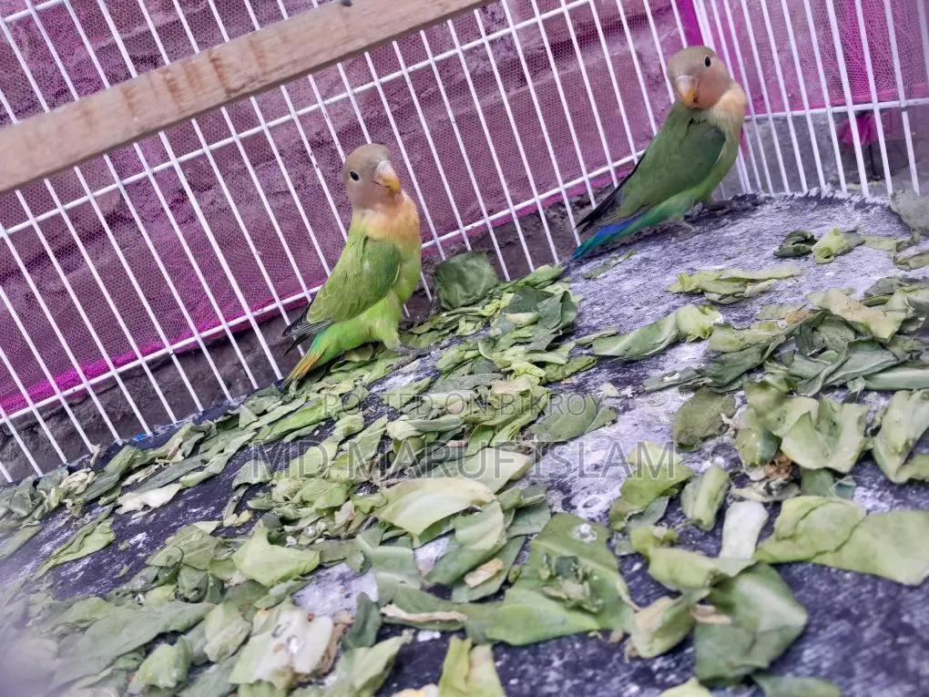 Bird for Sale
