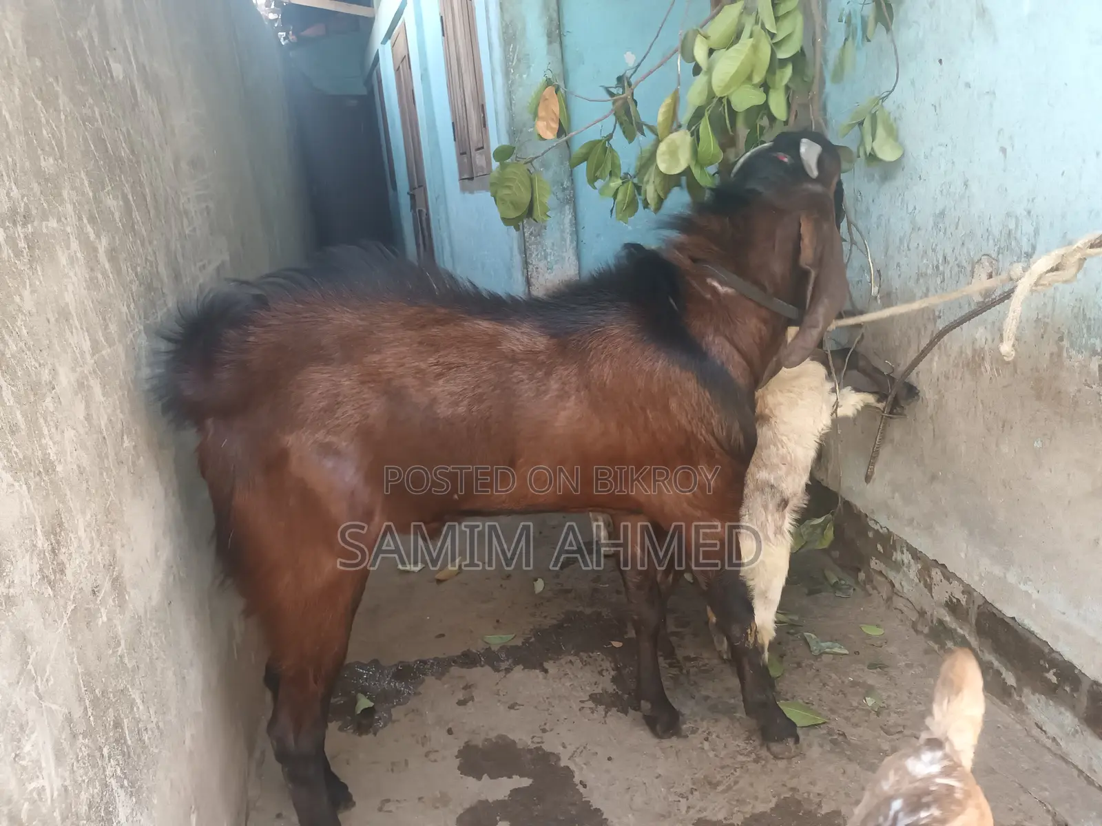 A Ram Goat for Sale
