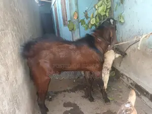 A Ram Goat for Sale