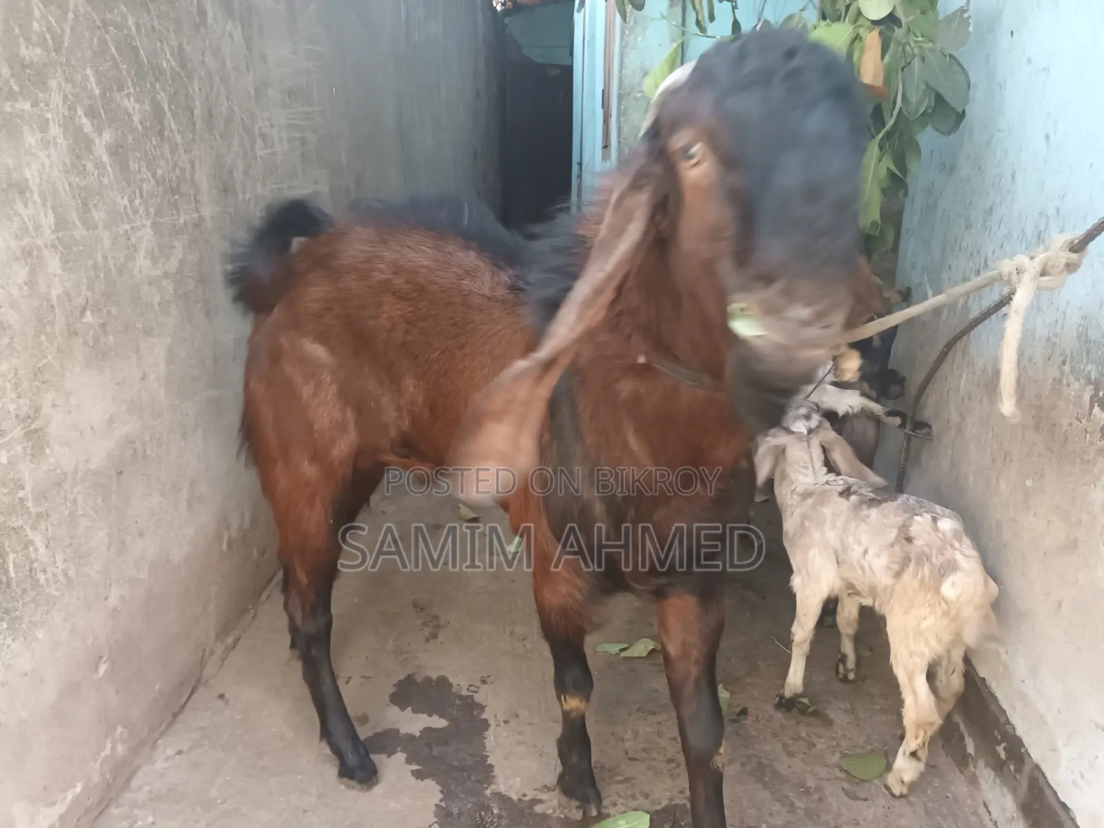 A Ram Goat for Sale