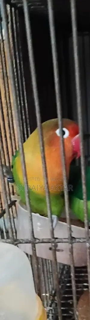 লার্ভাট মেল পাখি