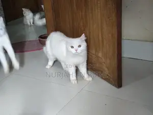 পারসিয়ান এডালট ছেলে বিড়াল