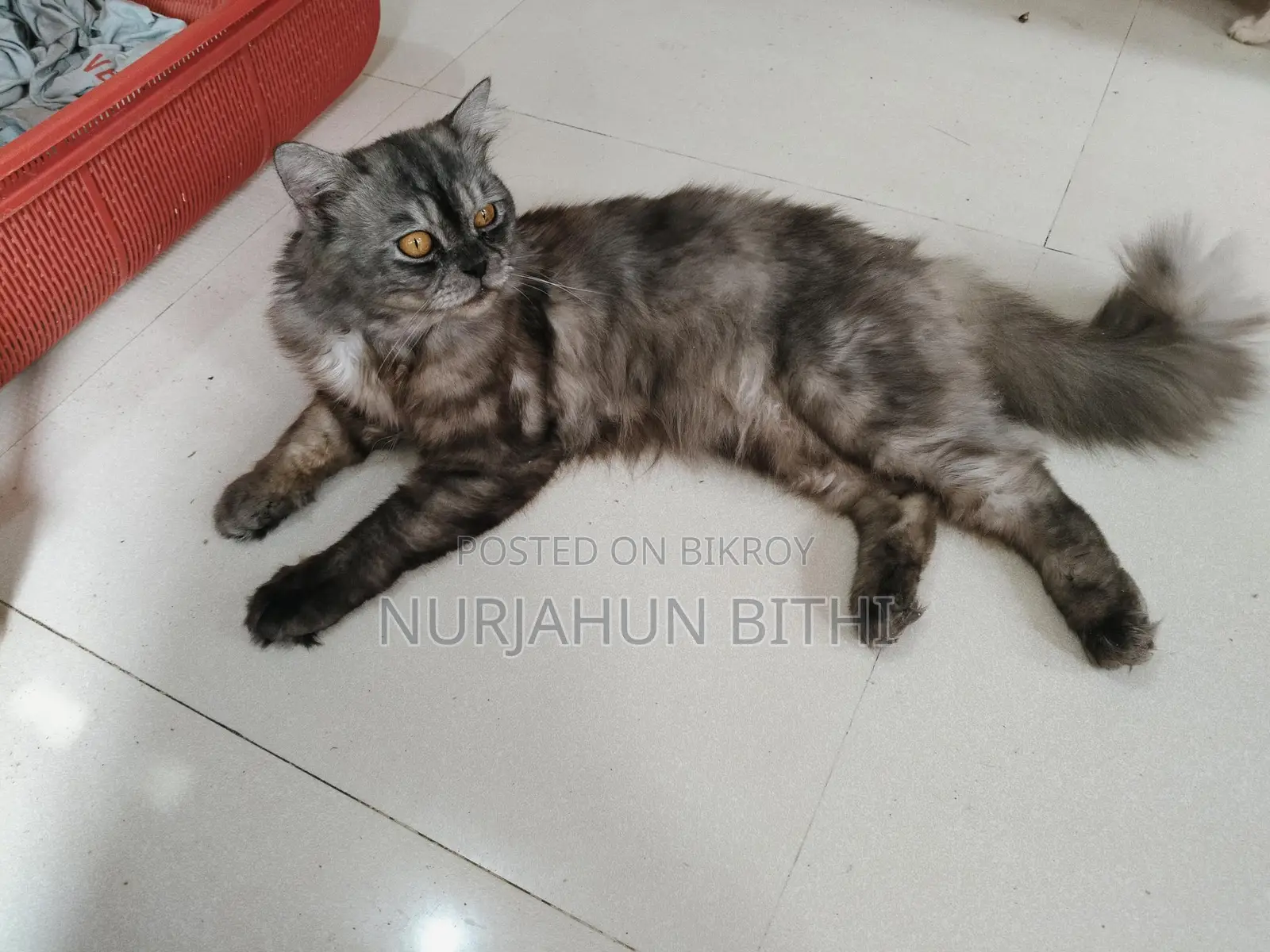 পারসিয়ান এডালট ছেলে বিড়াল