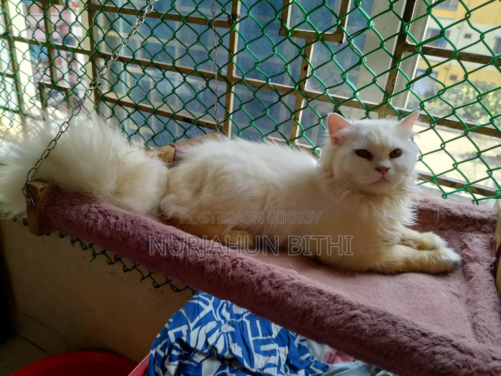 পারসিয়ান এডালট ছেলে বিড়াল