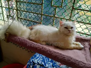পারসিয়ান এডালট ছেলে বিড়াল