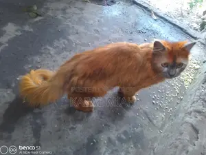 Persian Cat