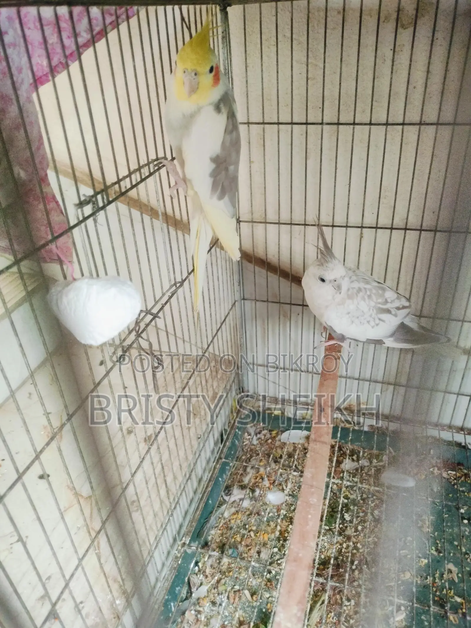 Pair of Cockatiel Birds