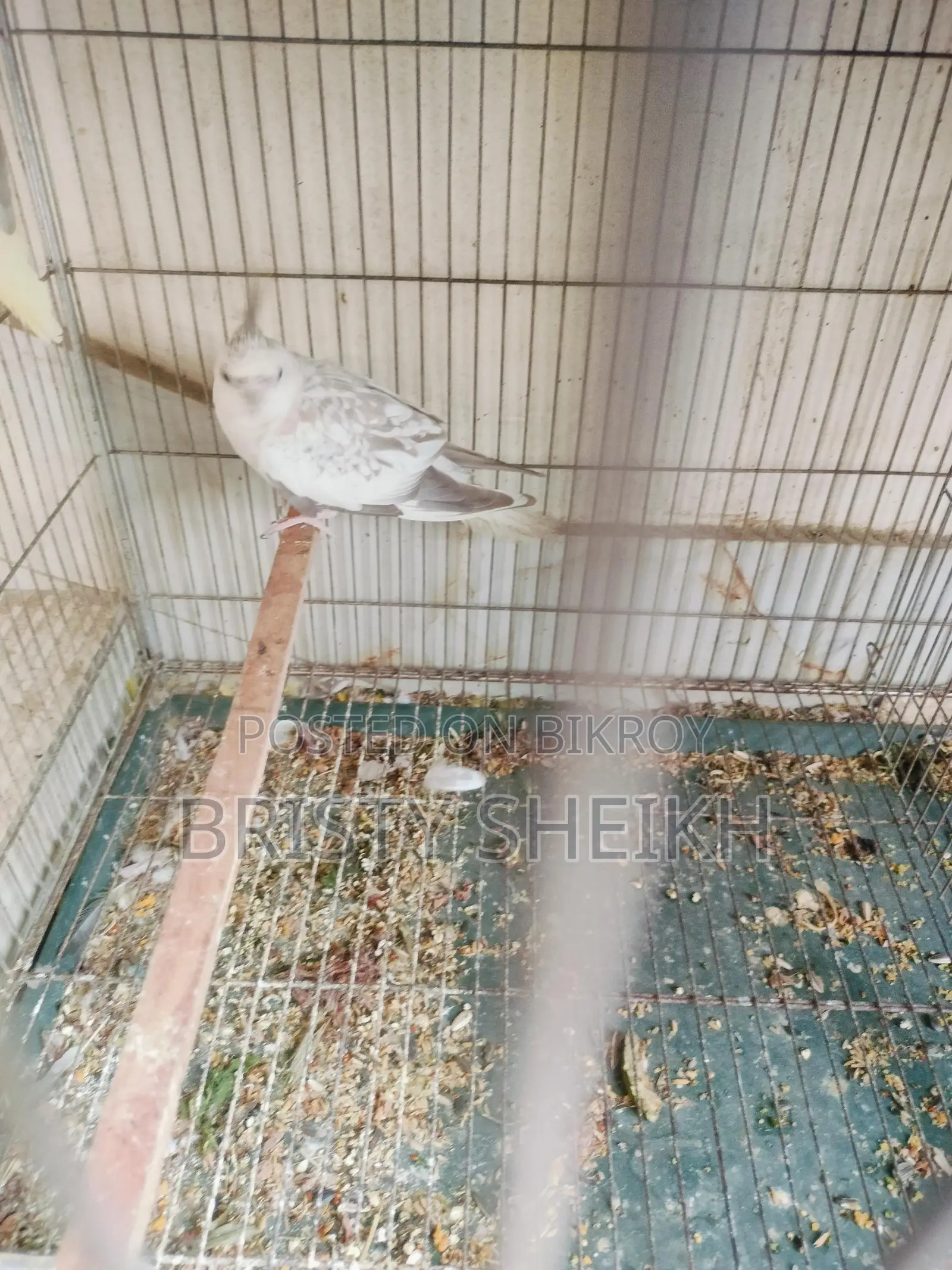 Pair of Cockatiel Birds
