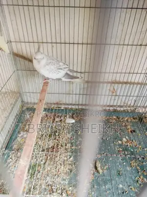 Pair of Cockatiel Birds