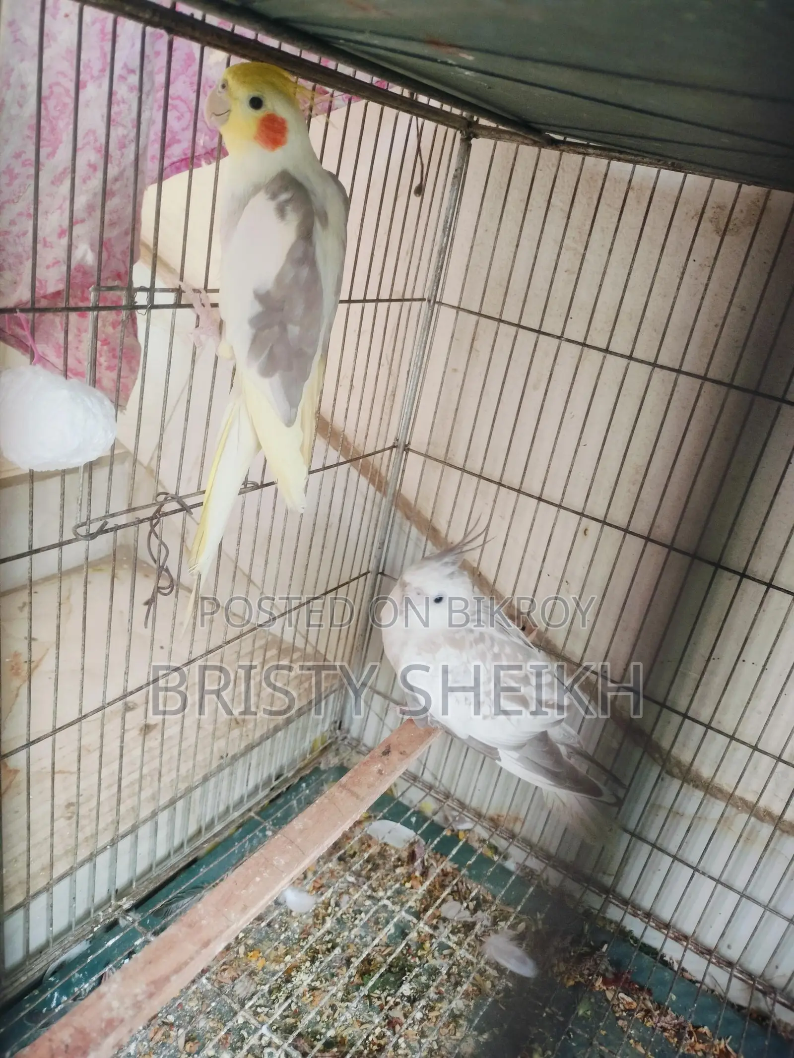 Pair of Cockatiel Birds