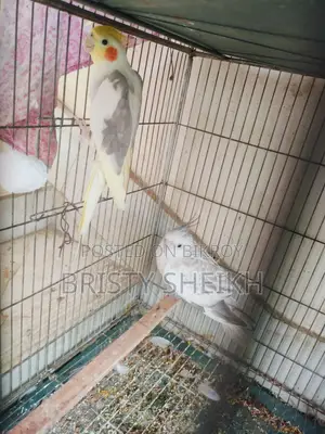 Pair of Cockatiel Birds