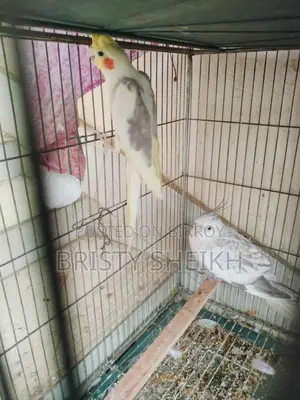 Pair of Cockatiel Birds