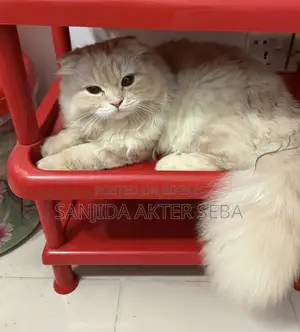 1-3 months Female Purebred Scottish Fold