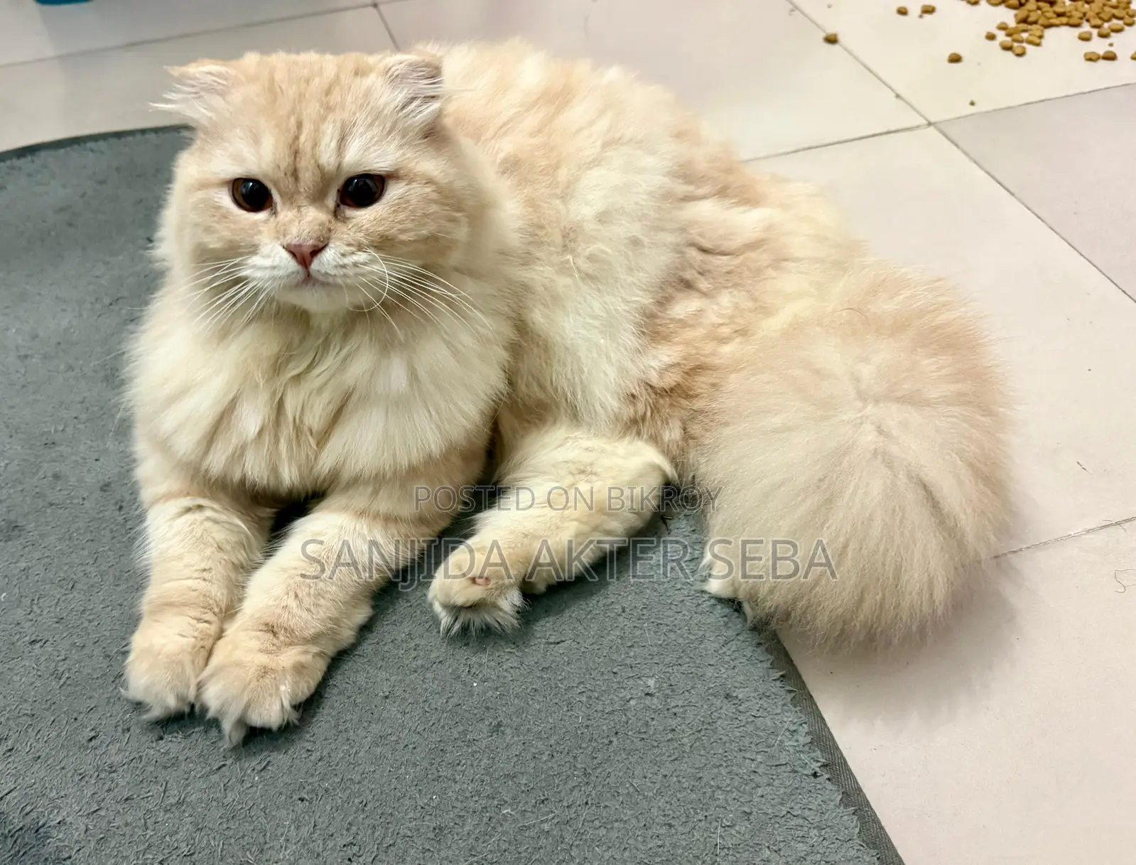 1-3 months Female Purebred Scottish Fold