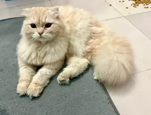 1-3 months Female Purebred Scottish Fold