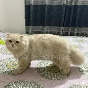 1-3 months Female Purebred Scottish Fold