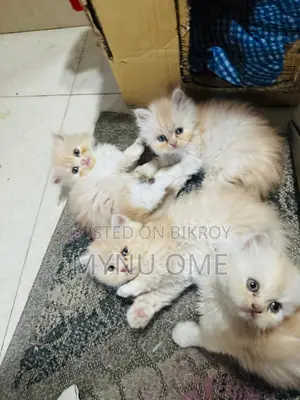 পারসিয়ান