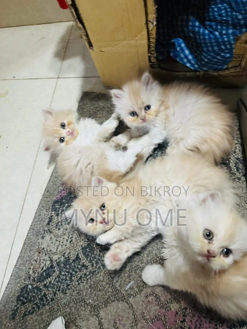 Persian Cat