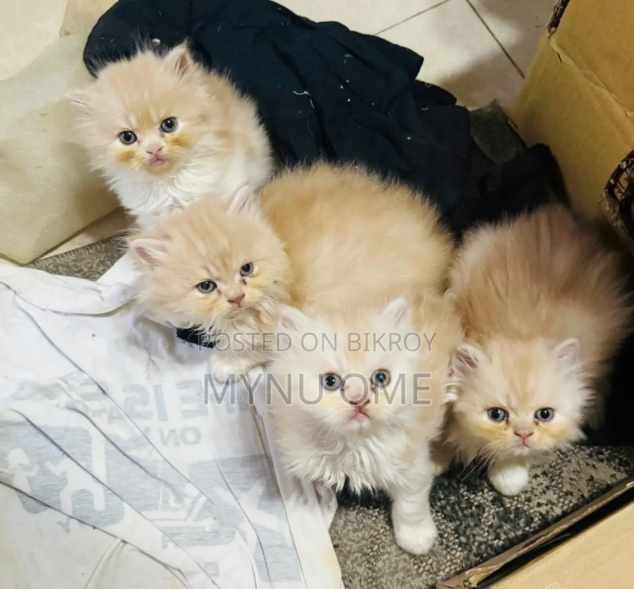 Persian Cat