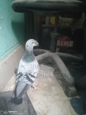 Pigeons for Sale