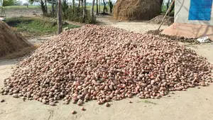 Potatoes for Sale