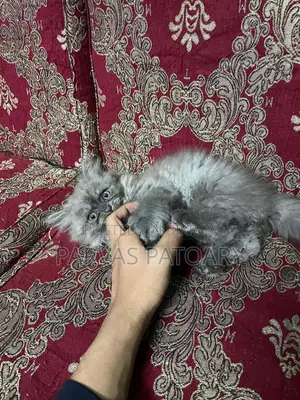 Persian Cat