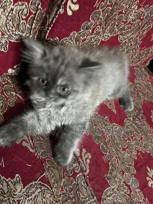 Persian Cat