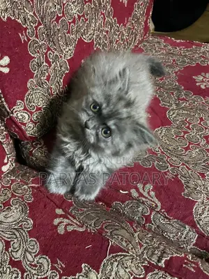 Persian Cat