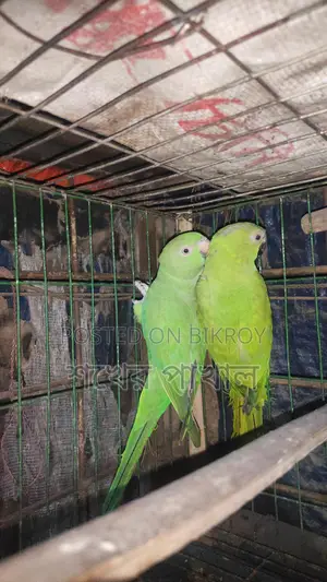 Indian Ringneck Parrot
