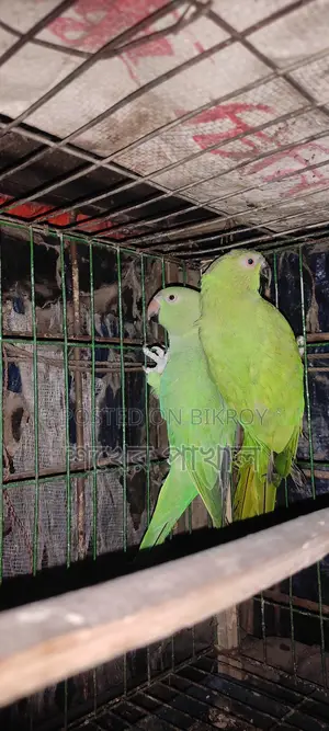 Indian Ringneck Parrot