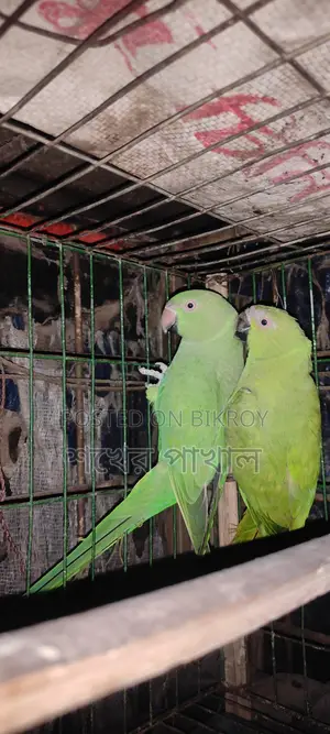 Indian Ringneck Parrot