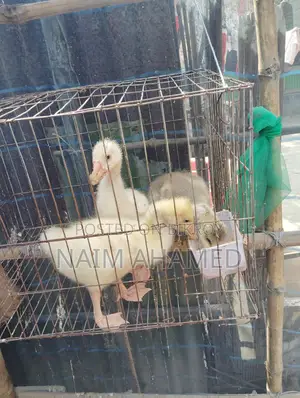 রাজহাঁসের বাচ্চা ৩ টা