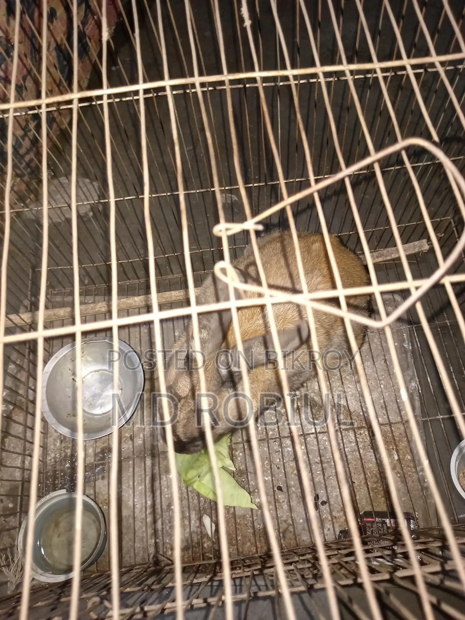 Rabbit Sell