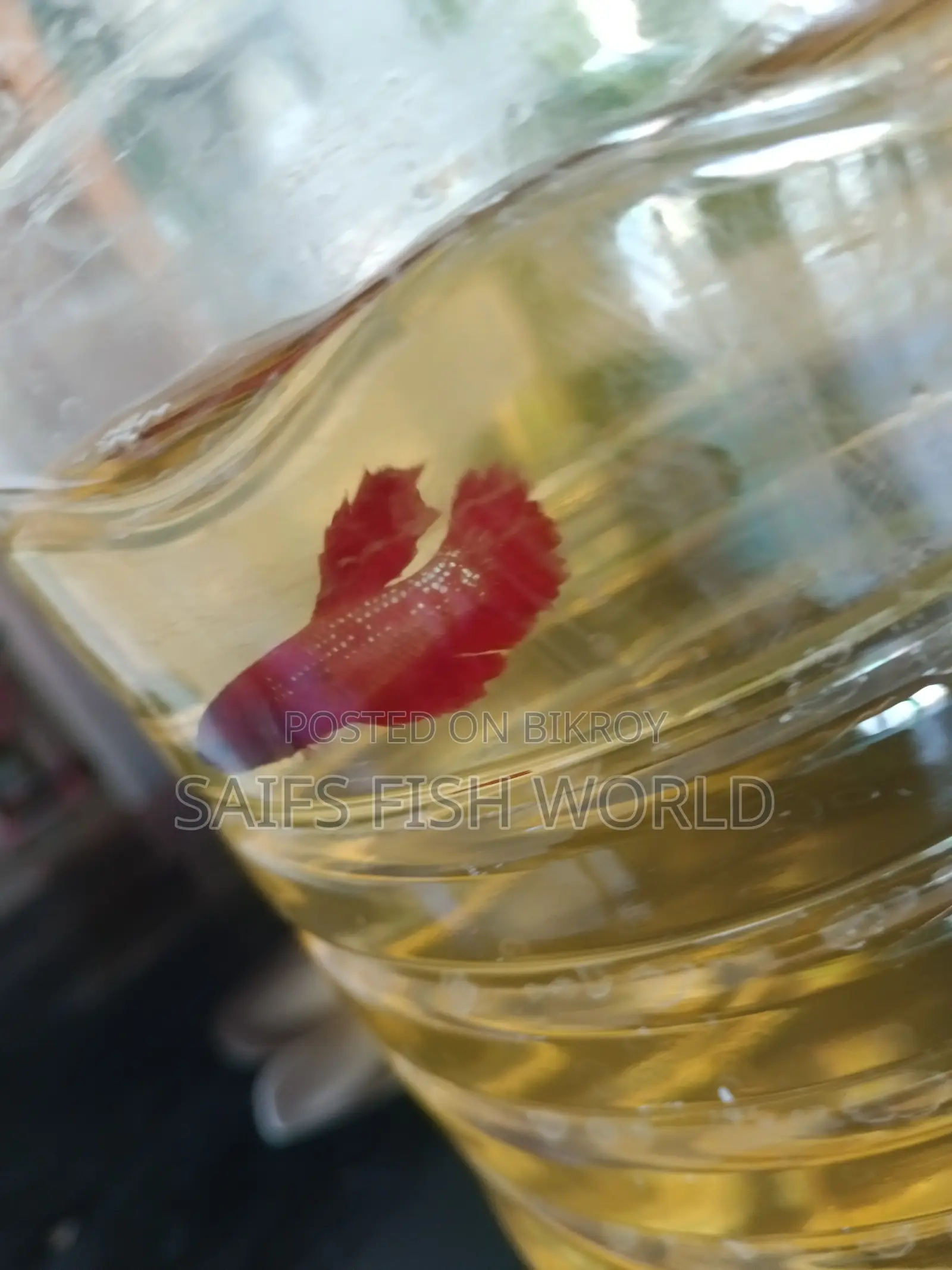 Super Red Rosetail Betta Male & Female Available