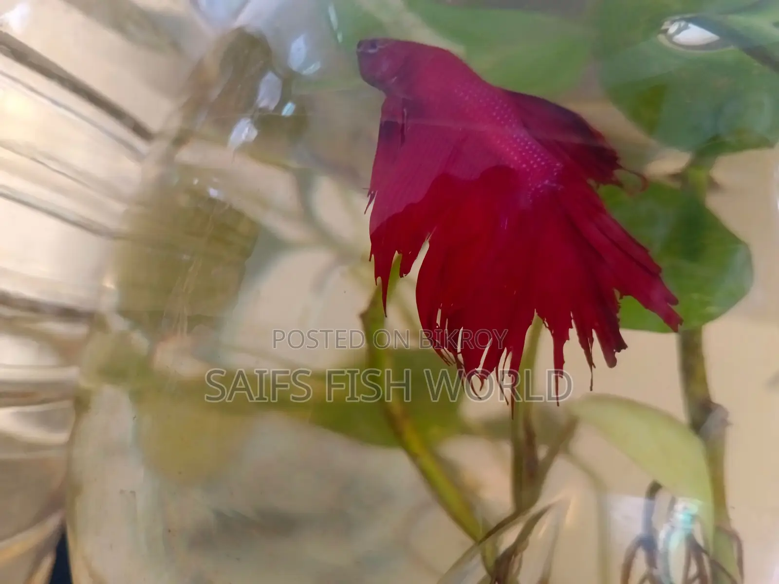 Super Red Rosetail Betta Male & Female Available